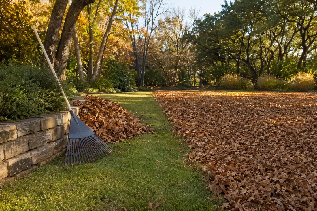 A lawn half cleared of autumn leaves, with a rake and a neat leaf pile at the edge.