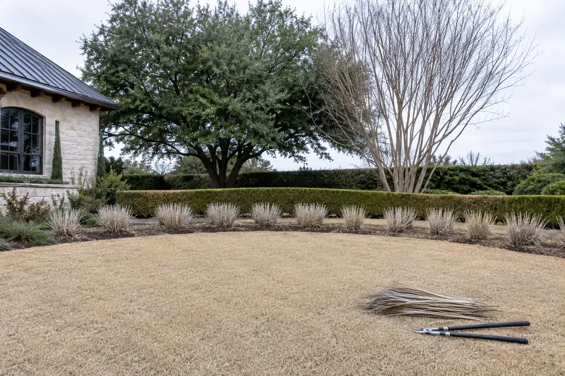A dormant straw-coloured Bermuda lawn with ornamental grasses freshly cut back.